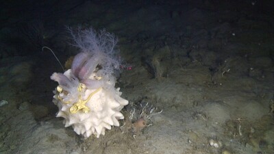 Atmende Wände und Fachwerk mit Kieselalgenstruktur | © Claudio Richter [AWI],