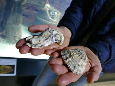 AWI-Projekt: Riffe und Austern für die Nordsee | © Helmut Stapel AWI-Projekt: Riffe und Austern für die Nordsee | © Helmut Stapel