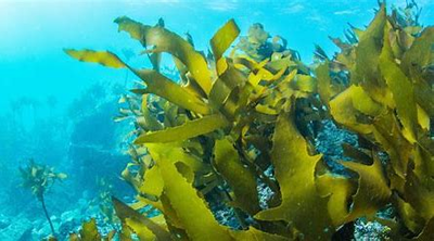 Das Grüne ins Blaue – Makroalgen im Fokus