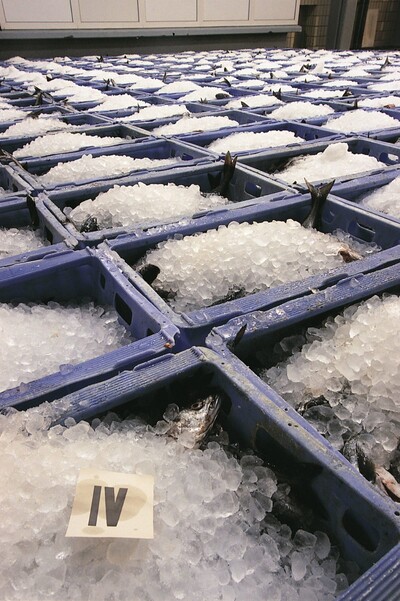 Förderung innovativer Kälte- und Klimaanlagen | © Kutterfisch