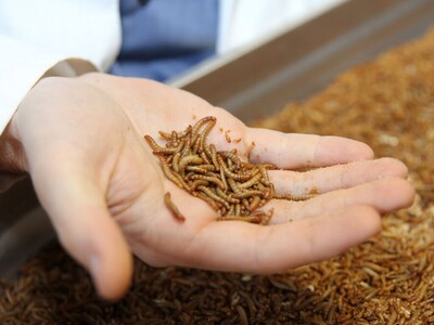 Forschung zu Forellenfutter aus lokalen Ressourcen | © Hochschule Bremerhaven