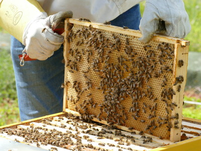 Lokaler Honig mit viel Herz und Hingabe | © Stop press/Helmut Stapel Lokaler Honig mit viel Herz und Hingabe | © Stop press/Helmut Stapel
