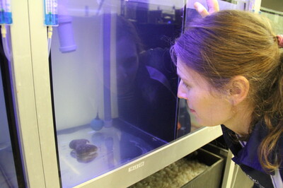 Meeresschutz im Aquarium | © Helmut Stapel