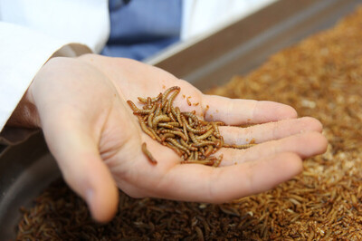 Mehlwürmer als Alternative für Tierfutter | © Hochschule Bremerhaven