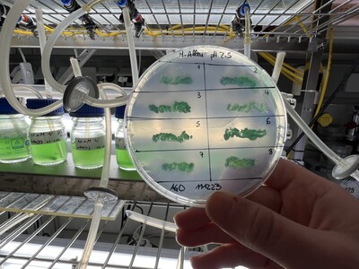 Mikroalgen mit großer Umweltwirkung | © Helmut Stapel Mikroalgen mit großer Umweltwirkung | © Helmut Stapel