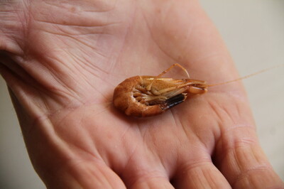 Nachhaltige Nordseekrabbe durch neue Technik | © Helmut Stapel Nachhaltige Nordseekrabbe durch neue Technik | © Helmut Stapel