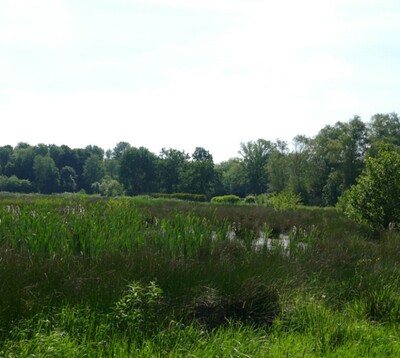 Neues Leben in Leherheide durch Ausgleichsmaßnahme | © Helmut Stapel