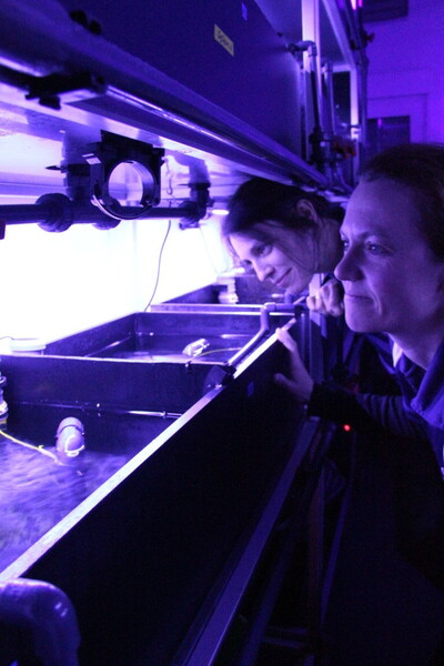 Schwammzucht zum Wohl von Mensch und Natur | © Helmut Stapel