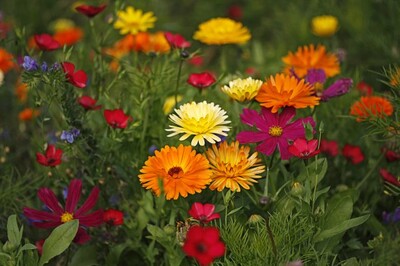 Urbanes Gärtnern in Bremerhaven – Nachahmer erwünscht | © Geli/Blick in eine Blumenwiese 3, Some rights reserved, Quelle: www.pics.de