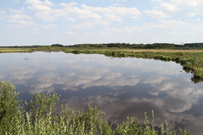 Wo sich Fuchs und Hase wieder “Gute Nacht” sagen können: Naturausgleich am Polder Glies | © Helmut Stapel
